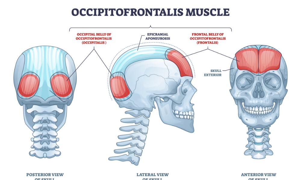 帽状腱膜と頭痛の関係