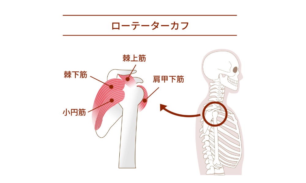 ローテーターカフ