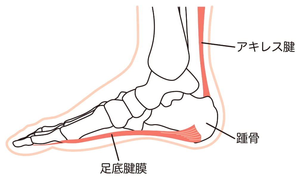 足底腱膜のイラスト