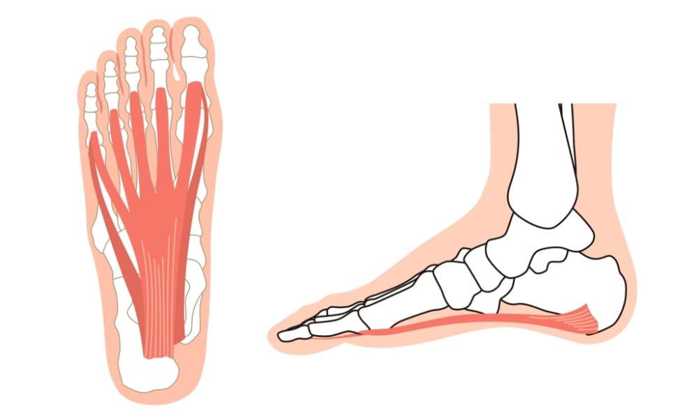 足底腱膜の解剖図